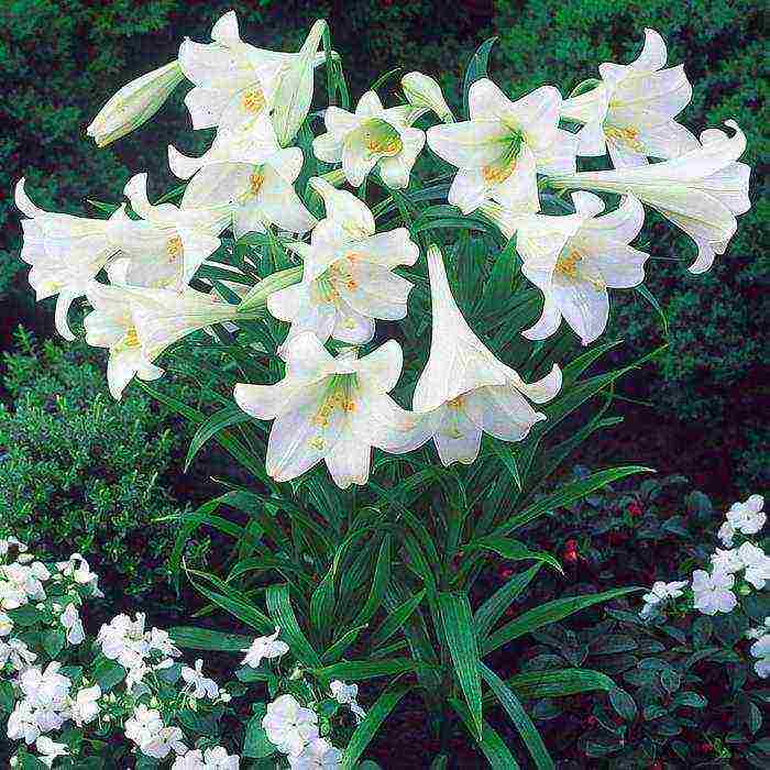 lilies la hybrids planting and care in the open field