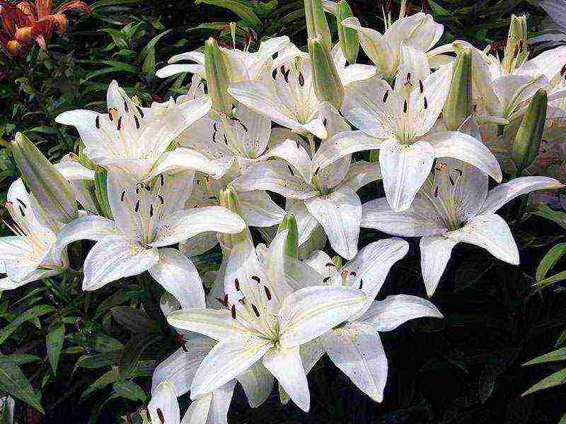 lilies la hybrids planting and care in the open field