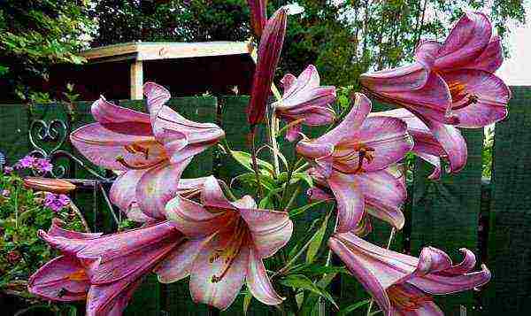 lilies la hybrids planting and care in the open field