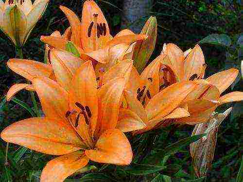 lilies la hybrids planting and care in the open field