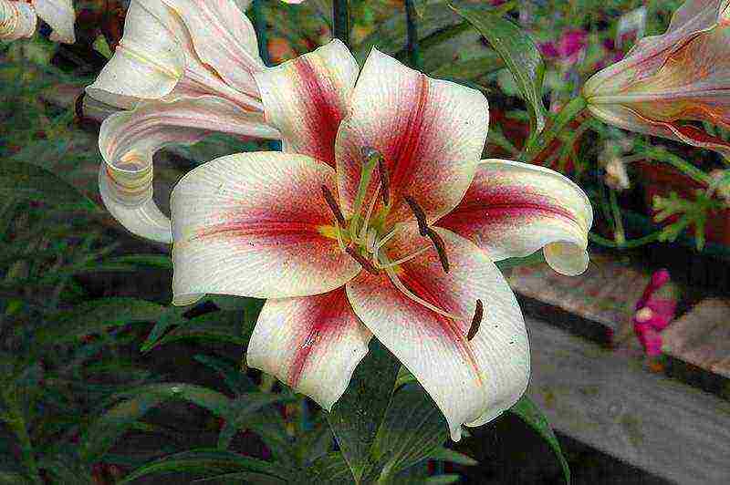 lilies la hybrids planting and care in the open field