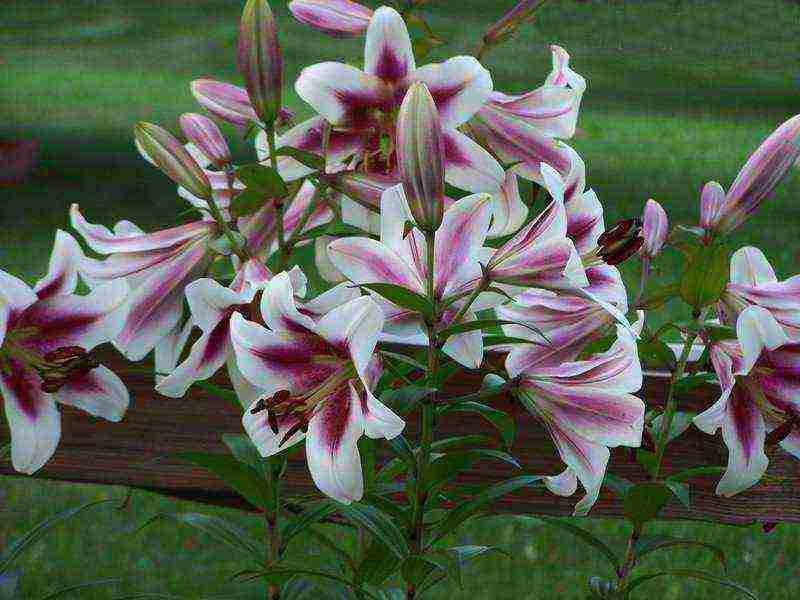 lilies la hybrids planting and care in the open field