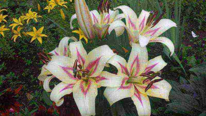 lilies la hybrids planting and care in the open field