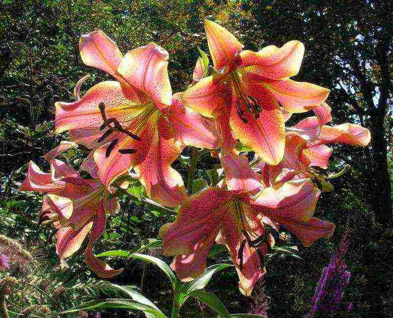 lilies la hybrids planting and care in the open field