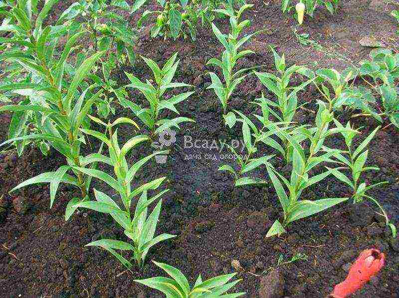 lilies la hybrids planting and care in the open field