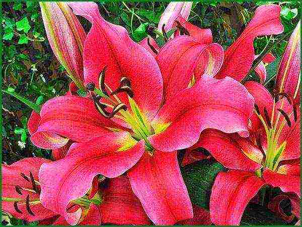 lilies la hybrids planting and care in the open field