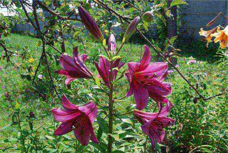 lilies la hybrids planting and care in the open field