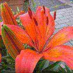 lilies planting and care in the open field in the Urals disease