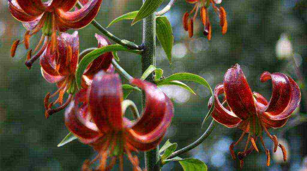 lilies planting and care in the open field in the Urals disease