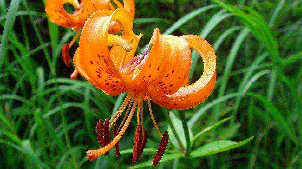 lilies planting and care in the open field in the Urals disease