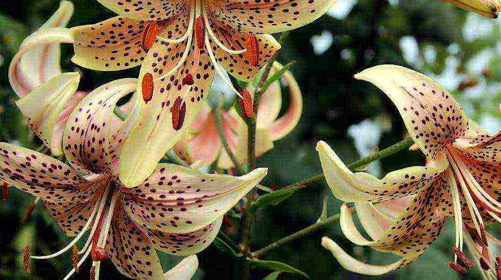 lilies planting and care in the open field in the Urals disease