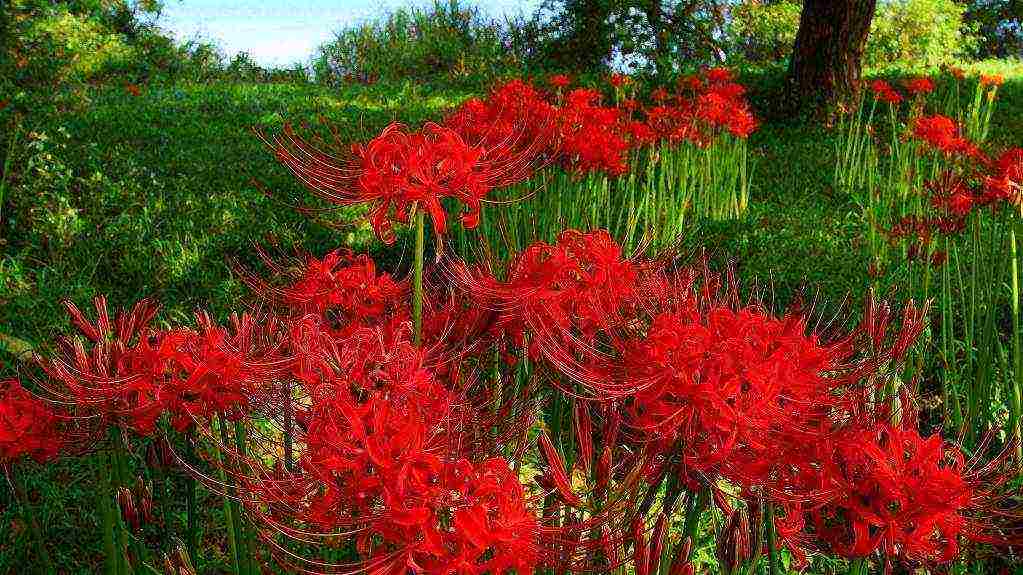 lilies planting and care in the open field in the Urals disease