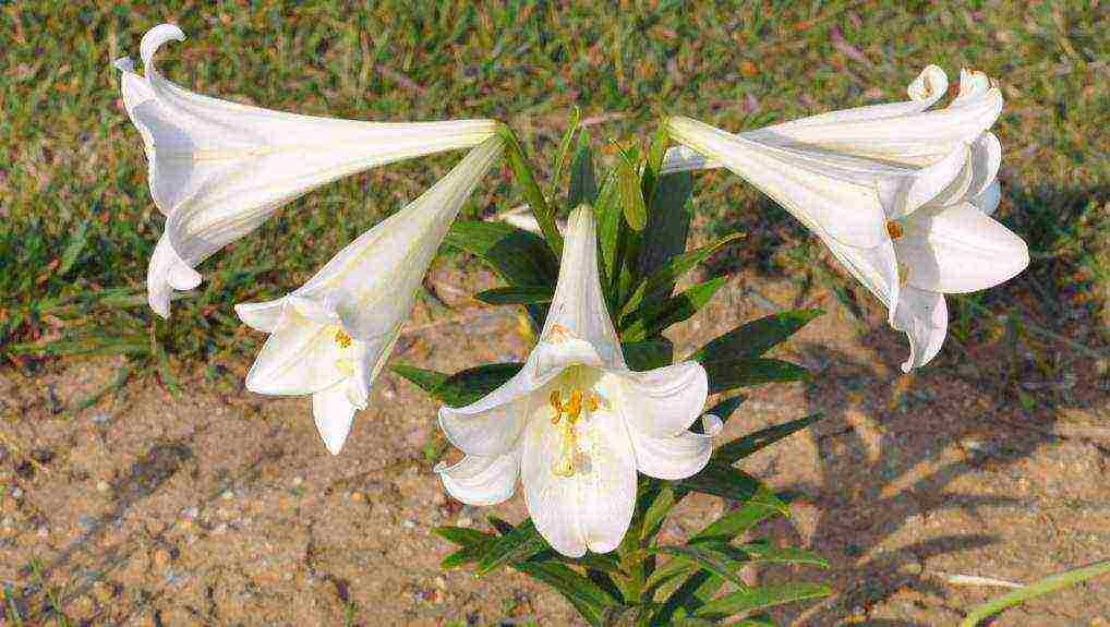 lilies planting and care in the open field in the Urals disease