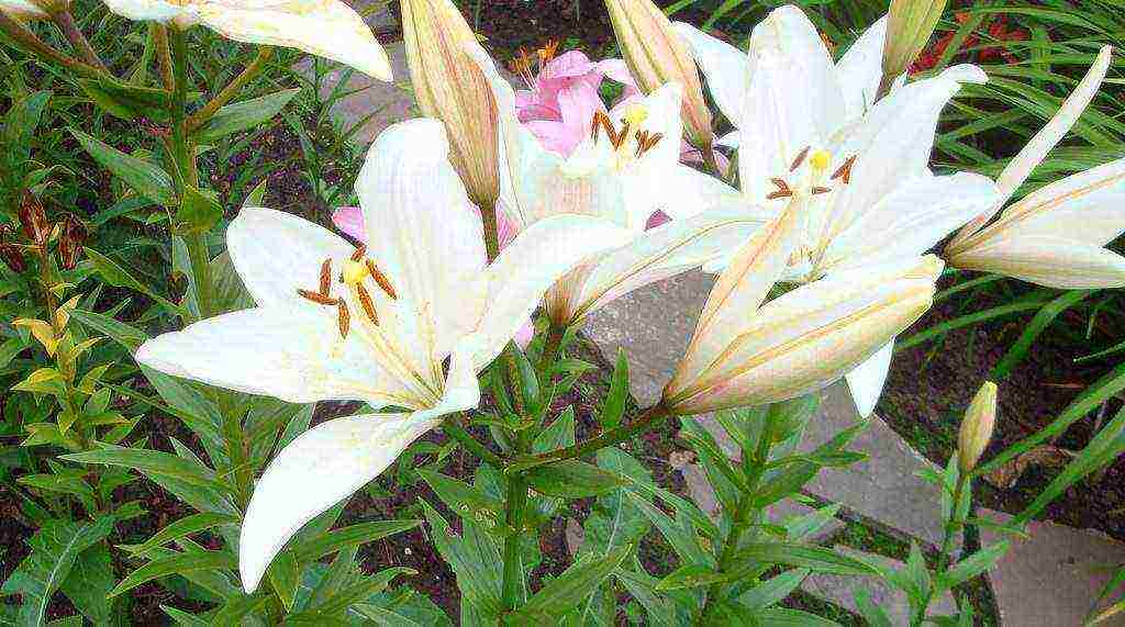 lilies planting and care in the open field in the Urals disease