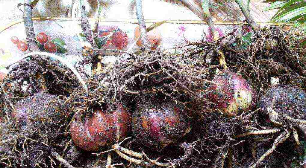 lilies planting and care in the open field in the Urals disease