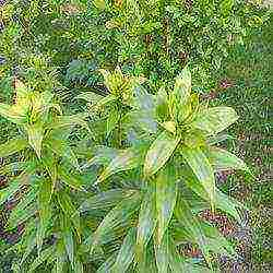 lilies planting and care in the open field in the Urals disease