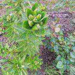 lilies planting and care in the open field in the Urals disease