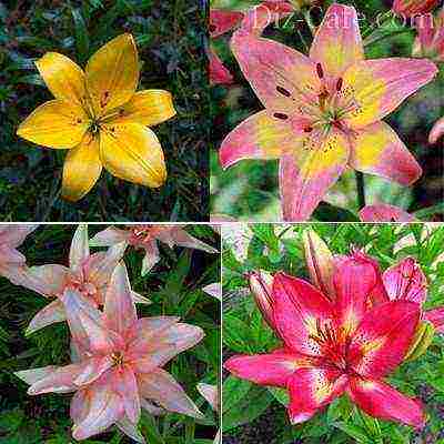 lilies planting and care in the open field in Ukraine