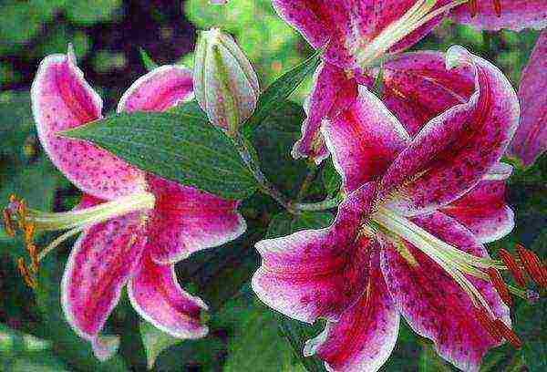 lilies planting and care in the open field in Ukraine