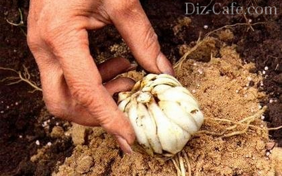 lilies planting and care in the open field in Ukraine