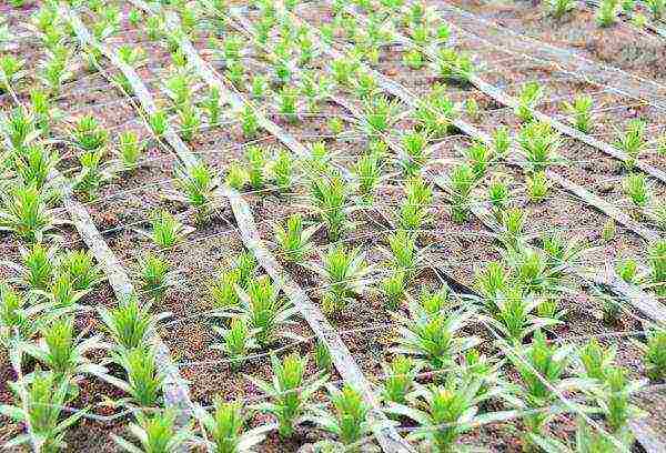 lilies planting and care in the open field in Ukraine