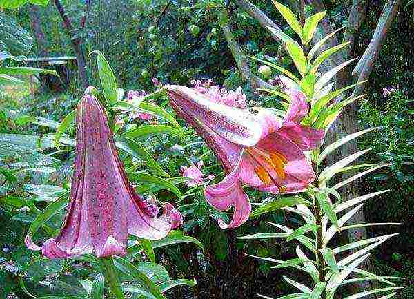 lilies planting and care in the open field in the spring feeding