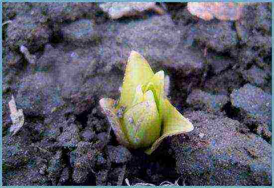 lilies planting and care in the open field in the spring feeding