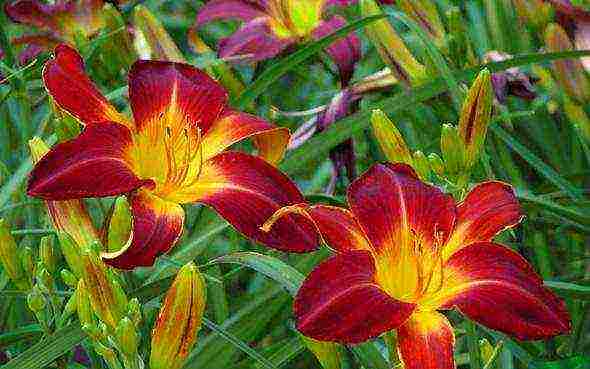 lilies planting and care in the open field in the spring feeding