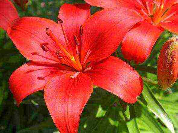 lilies planting and care in the open field in the spring feeding