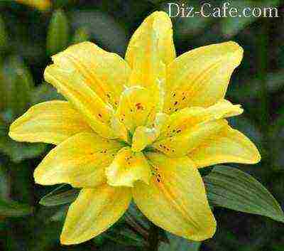 lilies planting and care in the open field in the spring feeding