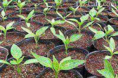 lilies planting and care in the open field in the spring feeding