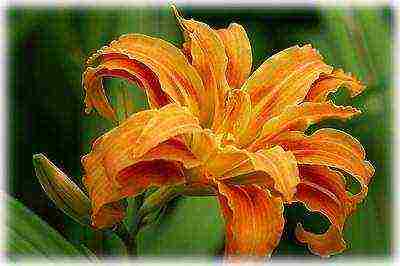 lily planting and care in the open field in the fall when