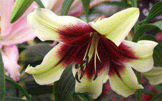lily planting and care in the open field in the fall when
