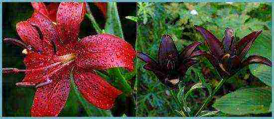 lily planting and care in the open field in the Leningrad region