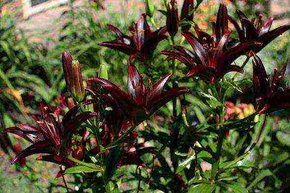 lily planting and care in the open field in the Leningrad region