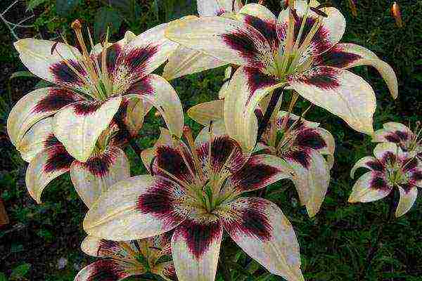 lily planting and care in the open field in the Leningrad region