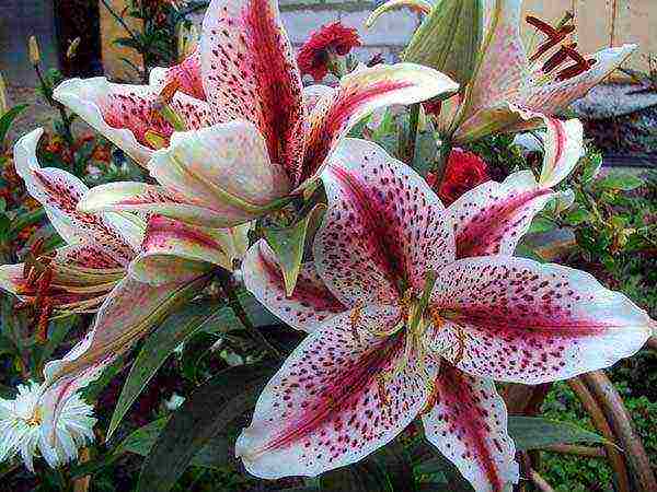 lily planting and care in the open field in the Leningrad region