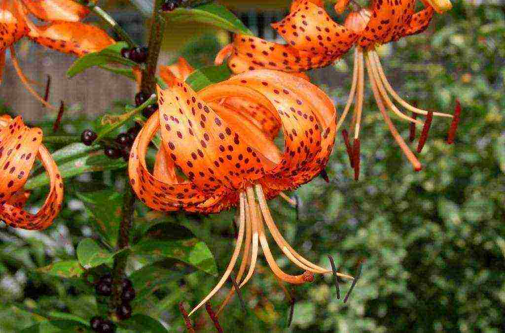 lily planting and care in the open field in the Leningrad region