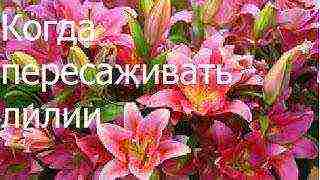 lily planting and care in the open field in the Leningrad region