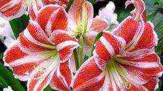 lily planting and care in the open field in the Leningrad region