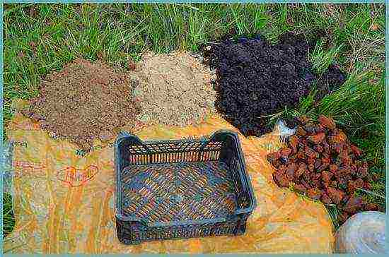 lily planting and care in the open field in the Leningrad region