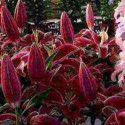 lily oriental planting and care in the open field in siberia