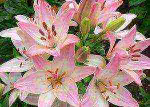 lily oriental planting and care in the open field in siberia