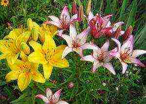 lily oriental planting and care in the open field in siberia