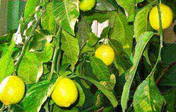grow lemon at home