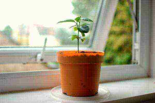 grow lemon at home