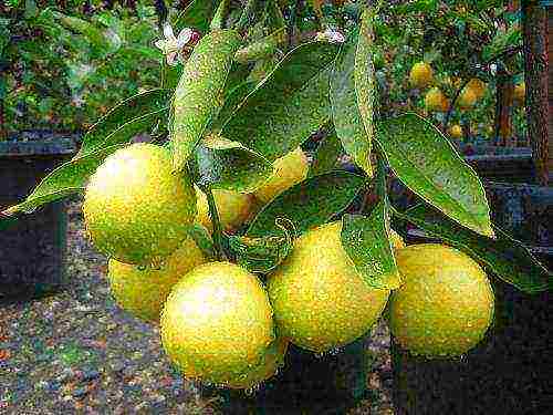 grow lemon at home