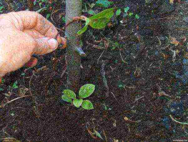 lemongrass planting and care in the open field in the Urals