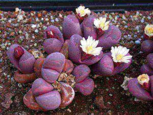 วิธีการปลูก lithops ที่บ้าน