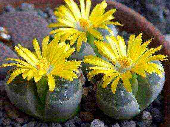 วิธีการปลูก lithops ที่บ้าน